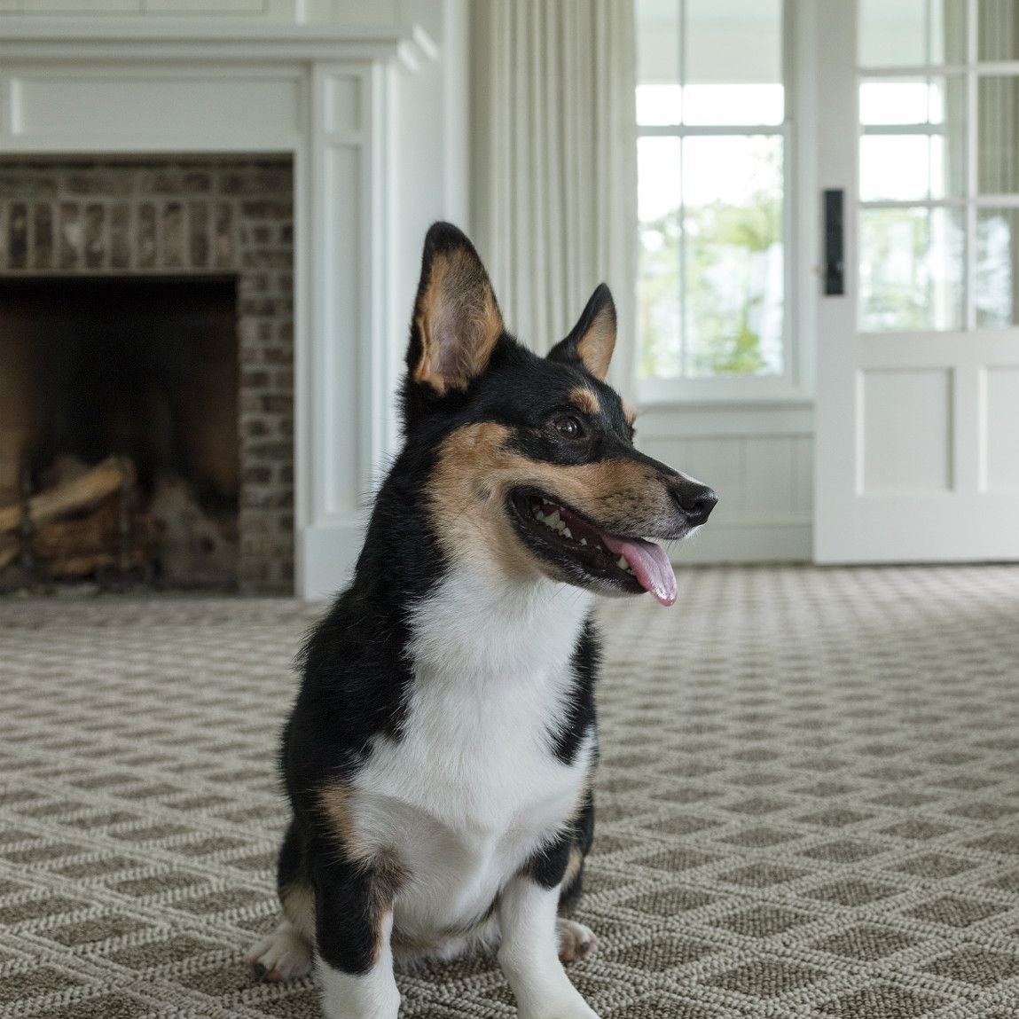 Pet solutions flooring article provided by Floors By Sterling Hight